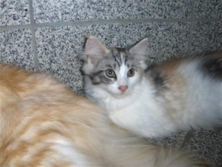 Maine Coon Bianca (solgt) billede 4