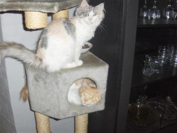 Maine Coon Bianca (solgt) billede 5