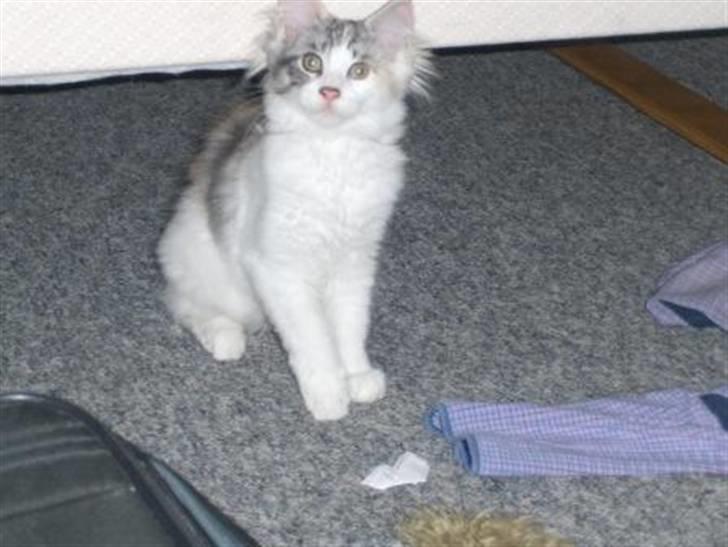 Maine Coon Bianca (solgt) billede 6