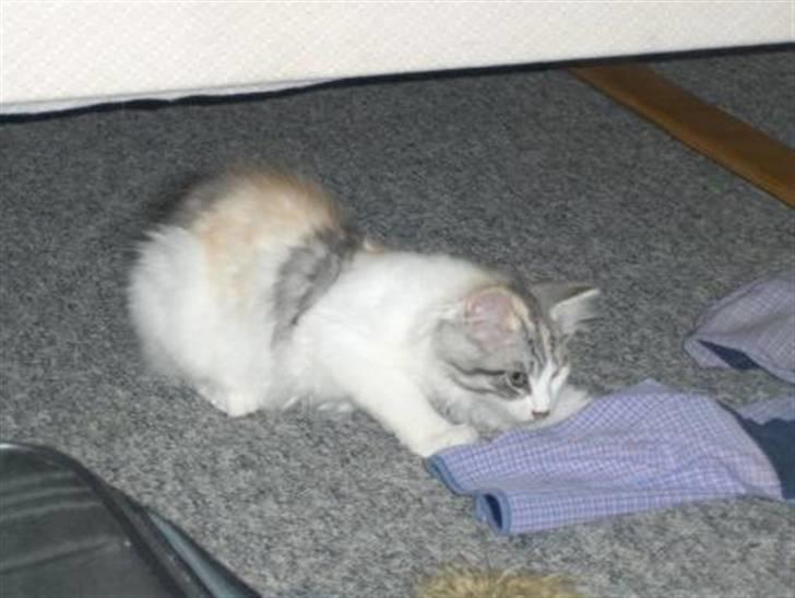 Maine Coon Bianca (solgt) billede 7