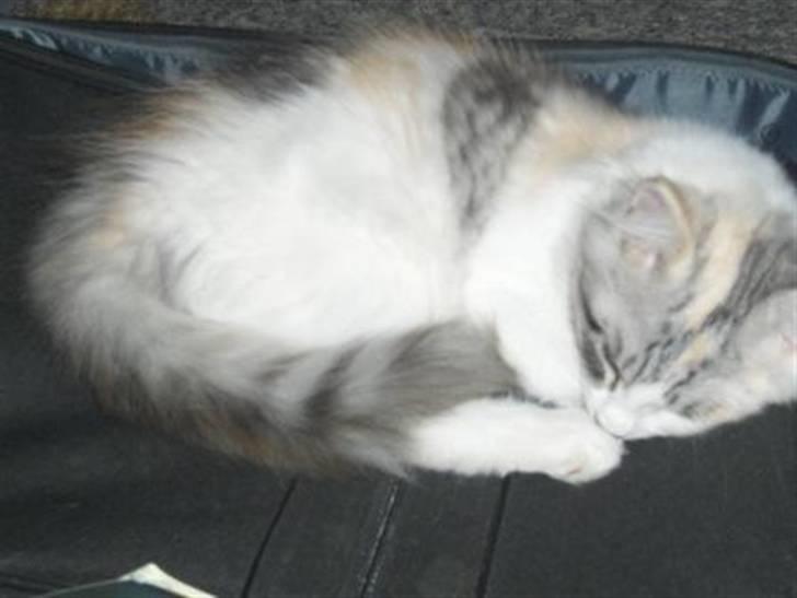 Maine Coon Bianca (solgt) billede 8