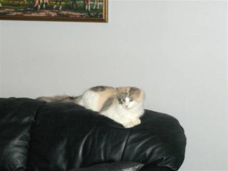 Maine Coon Bianca (solgt) billede 9