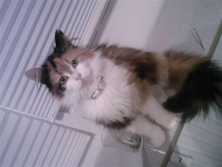 Blanding af racer Silke billede 7