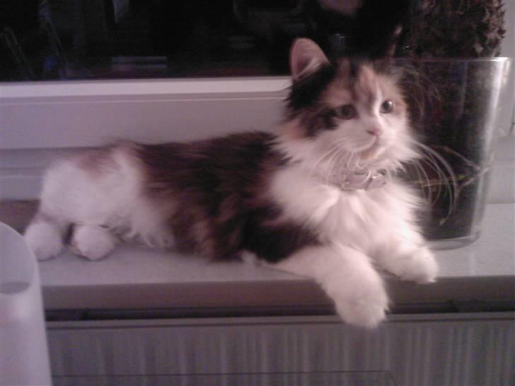 Blanding af racer Silke billede 8