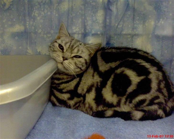 British Shorthair Albert - Nu vil jeg gerne hjem. På sin 1. udstilling. billede 1