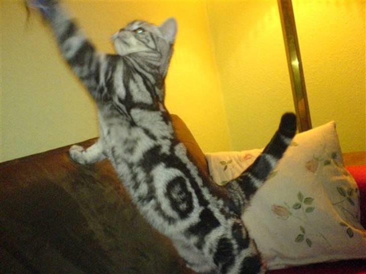 British Shorthair Albert - Se mit mønster. Her er jeg 5mdr. billede 3