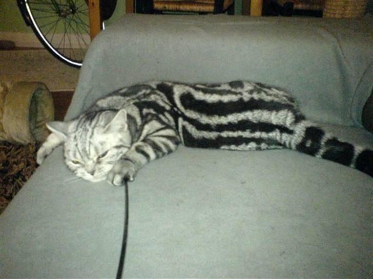 British Shorthair Albert - Ahh livet er skønt. Her er jeg 6 mdr. billede 4