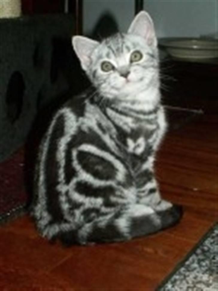 British Shorthair Albert - Her er jeg lille bitte, kun 3mdr. nåh!!! billede 2