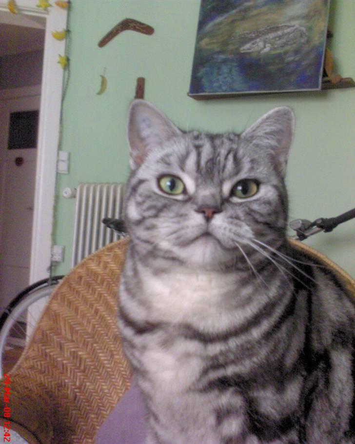 British Shorthair Albert - Bare for lækker. Marts 2008 billede 8