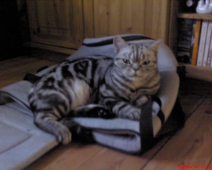 British Shorthair Albert - Afslapning. November 2007 billede 6