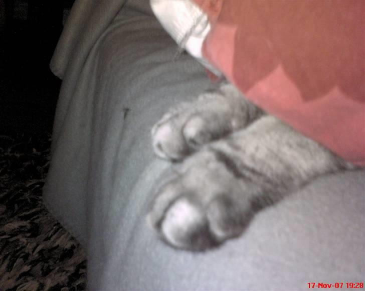 British Shorthair Albert - Hvem ligger under dynen? Hygge!!! December 2007 billede 7