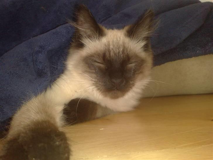 Blanding af racer Bastian billede 10