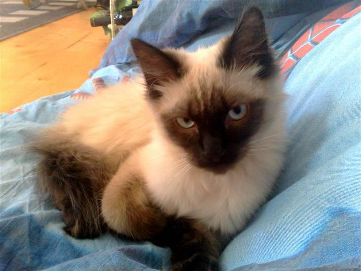 Blanding af racer Bastian billede 11