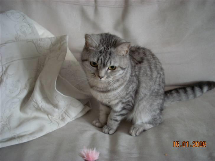 British Shorthair Cirkeline billede 1