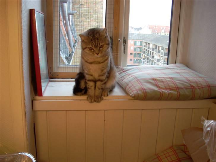 British Shorthair Cirkeline billede 2