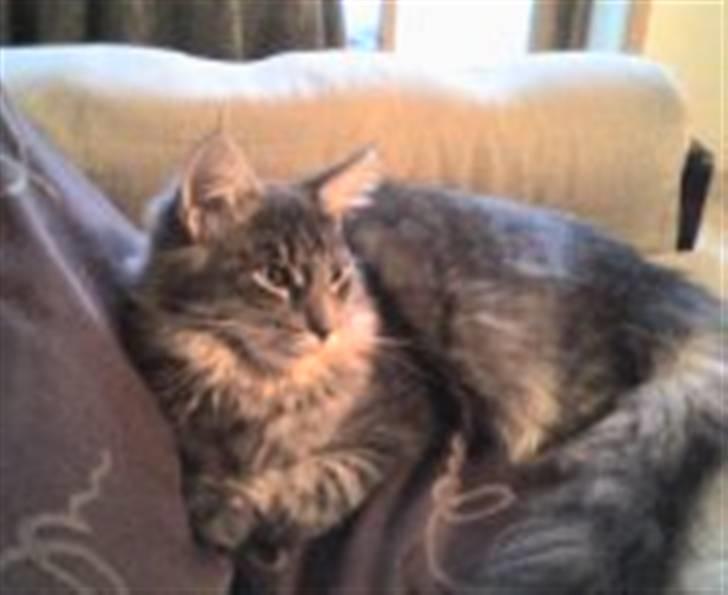 Blanding af racer Bimmer - Lækker... billede 1