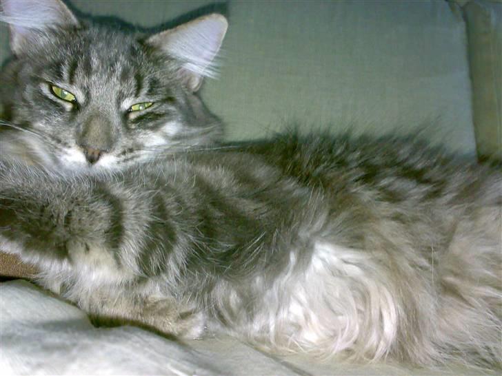 Blanding af racer Bimmer - Doven..! billede 2