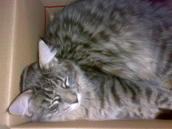 Blanding af racer Bimmer - Gaaab.. billede 3