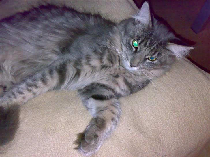 Blanding af racer Bimmer billede 4