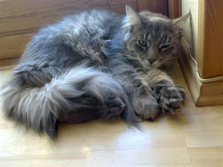 Blanding af racer Bimmer billede 5