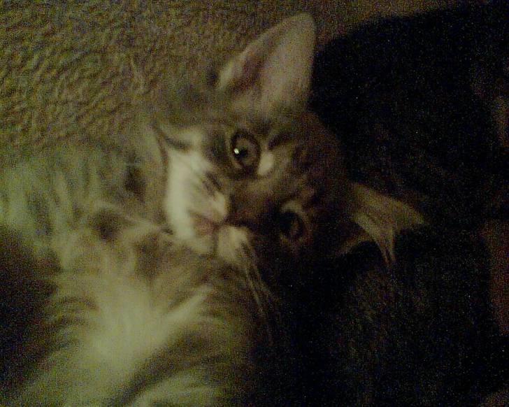 Blanding af racer Bimmer - Næsten lige da vi fik ham.. (12-14 uger gammel) billede 6