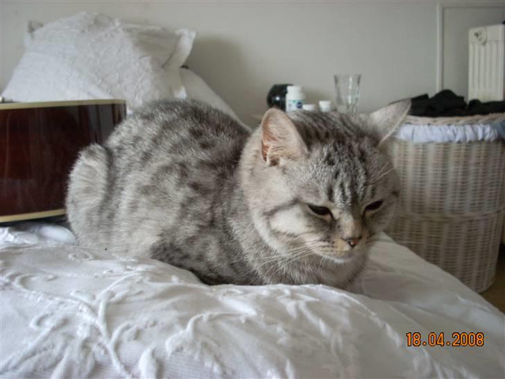 British Shorthair Cirkeline billede 3