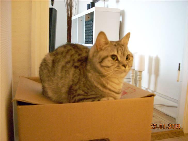 British Shorthair Cirkeline billede 4