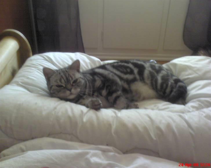 British Shorthair Albert - Ahh daser i "mors" seng. 24/4-08 billede 10