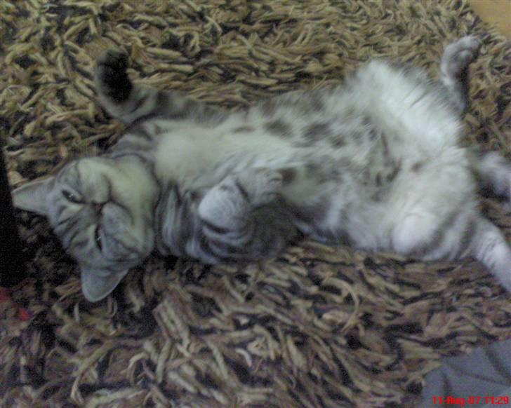 British Shorthair Albert - Min 1 års fødselsdag. 11/8-07 billede 5