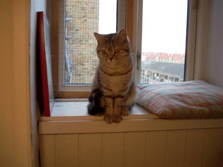 British Shorthair Cirkeline billede 6