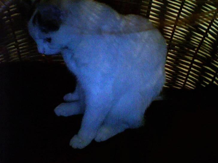 Huskat Chili - "Jeg sidder mærkeligt og leger smuk!"  billede 2