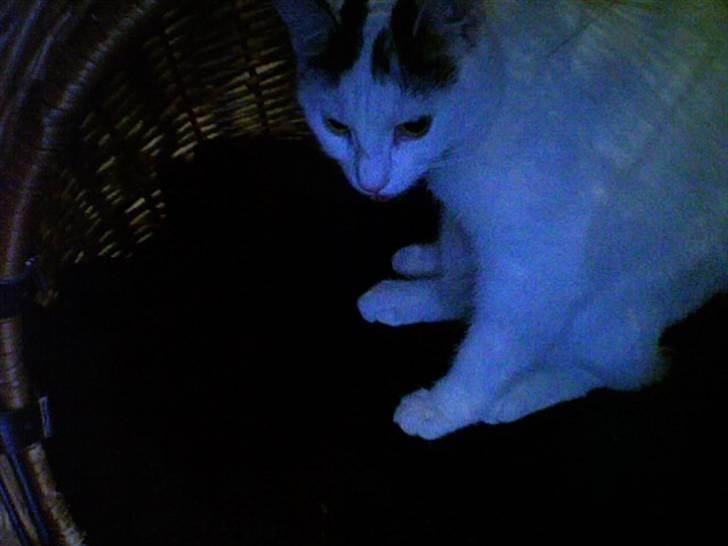 Huskat Chili - ".. hvad laver duuuu? Lad mig nu væææære!"  billede 3