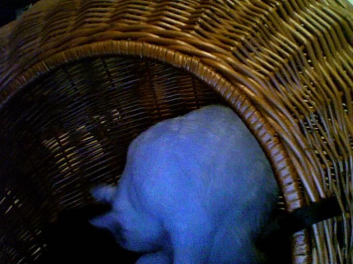 Huskat Chili - "Må jeg ikke få lidt.. ehm.. fred?"  billede 5