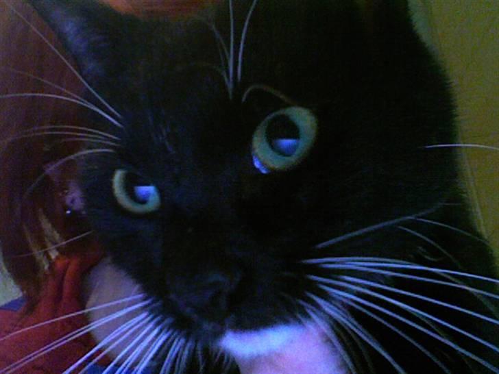 Huskat Bambi - Se mig.. Jeg er Bambi billede 1