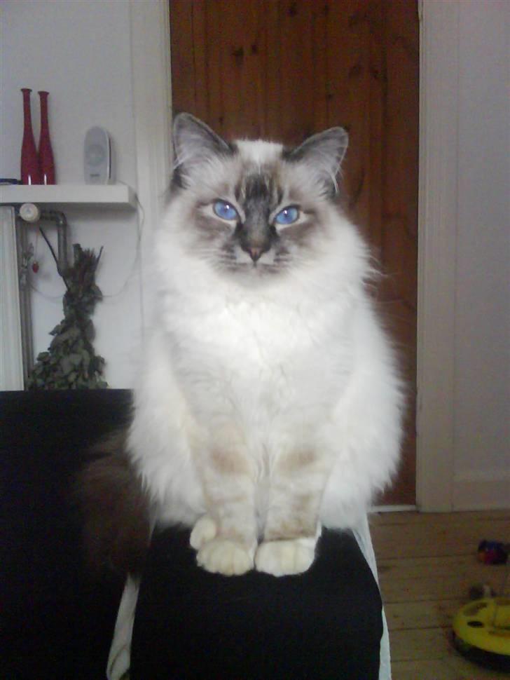 Hellig Birma Agapanthus - Agapanthus, Smuk og dejlig :) 8 mdr.  billede 3