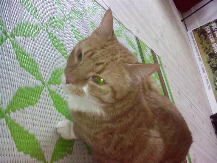 Huskat Chili billede 7