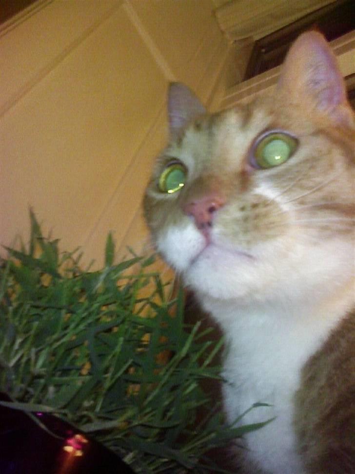 Huskat Chili billede 8