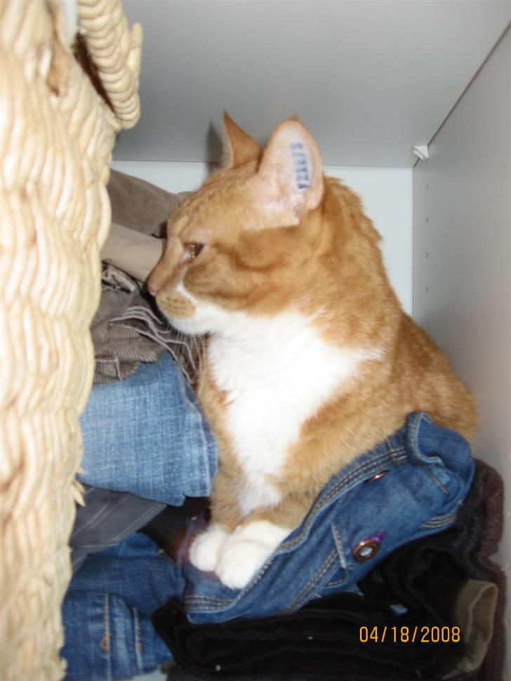 Huskat Chili - Hyggestund i skabet billede 9