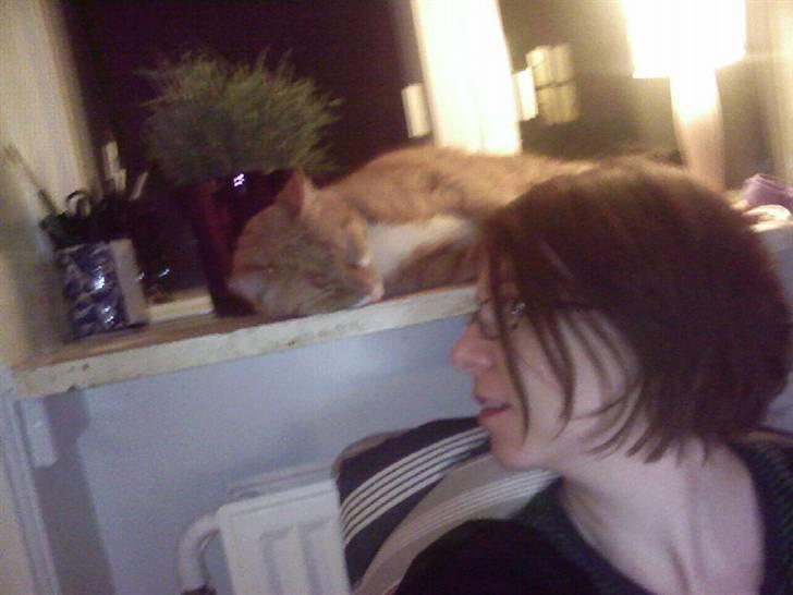 Huskat Chili - Chili og mig; når jeg sidder her kan jeg høre Chilis spinden helt tæt på mit øre. Superhyggeligt billede 10