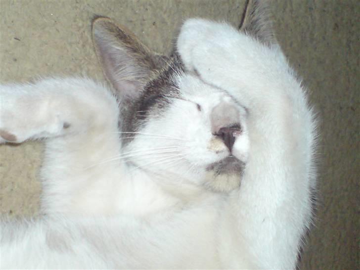 Huskat putte billede 8