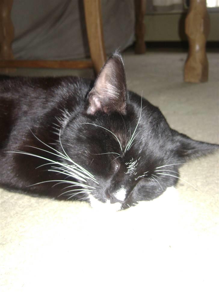 Huskat Sorte DØD - mit llle sove dyr inde i stuen. Fotograf Heidi billede 15