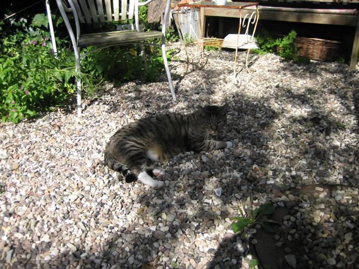 Huskat Mikki billede 1