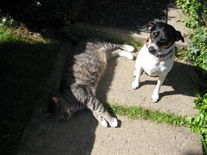 Huskat Mikki billede 2