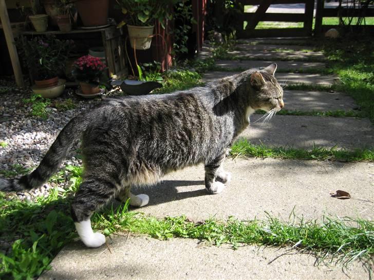 Huskat Mikki billede 3