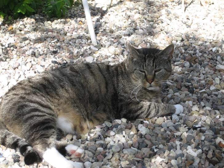 Huskat Mikki billede 4