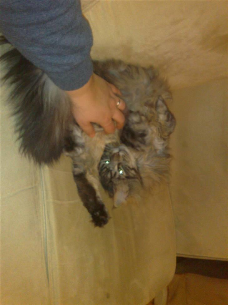 Maine Coon mercy - ja det er dejlig at blive nusset på maven billede 11