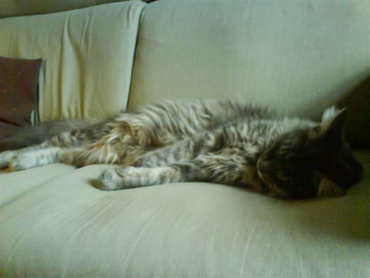 Blanding af racer Bimmer - Dovnskab længe leve.. :P billede 7