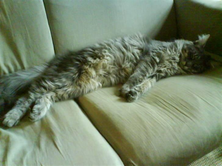 Blanding af racer Bimmer - Gaab..! :P billede 8