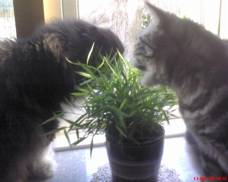 British Shorthair Albert - Ah, deler en dejlig bambus med storebror Ludvig. 13/4-08 billede 9