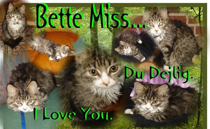 Norsk Skovkat bandit<33! billede 15